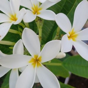 Meet your Posher, Elizabrth